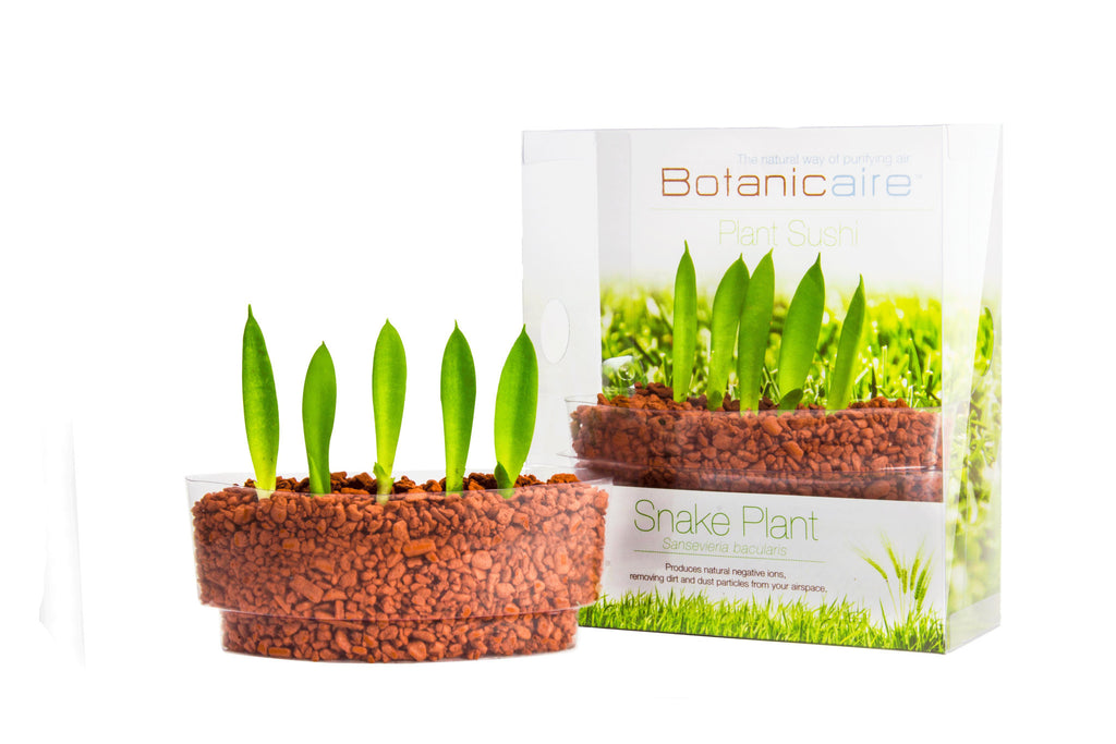 snake plant dust Snake Plant Plant Sushi – In Vitro / Botanicaire