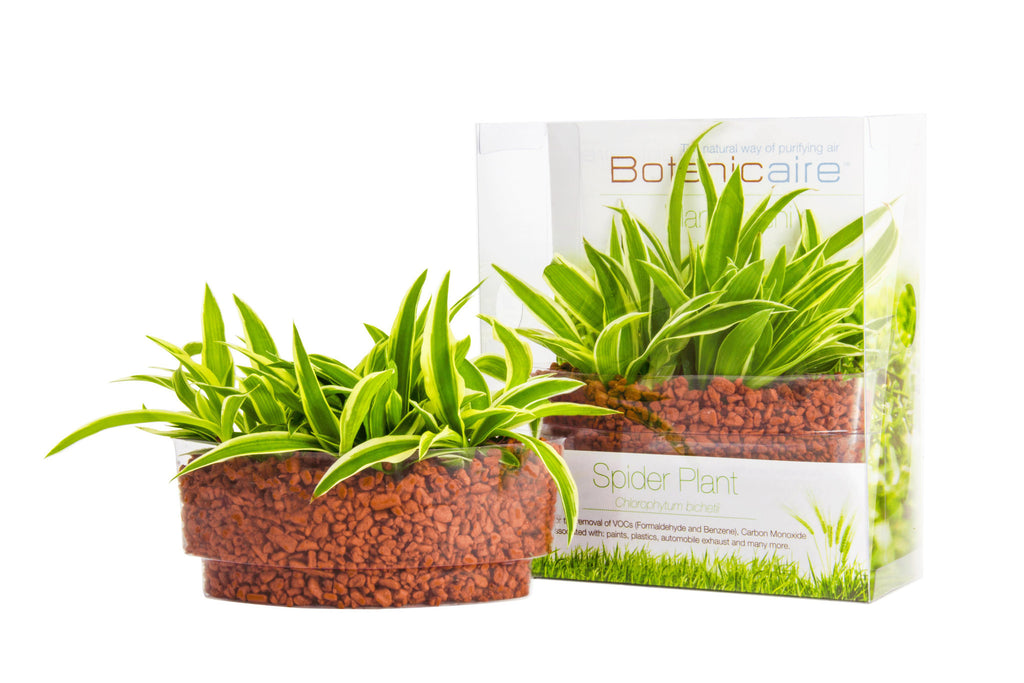 spider plant formaldehyde Spider Plant Plant Sushi – In Vitro / Botanicaire