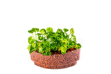 Syngonium Plant Sushi - In Vitro / Botanicaire