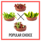 Assorted Plant Sushi Bundles - In Vitro / Botanicaire
