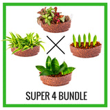 Assorted Plant Sushi Bundles - In Vitro / Botanicaire