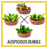 Maintenance Packages for Botanicaire systems - In Vitro / Botanicaire