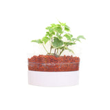 2-in-1 Bundle - Smart Holders (Premium Plants) - In Vitro / Botanicaire