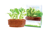 Money Plant Sushi - In Vitro / Botanicaire