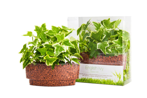 English Ivy Plant Sushi - In Vitro / Botanicaire