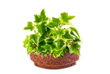 English Ivy Plant Sushi - In Vitro / Botanicaire