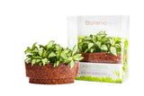 Green Fittonia Plant Sushi - In Vitro / Botanicaire