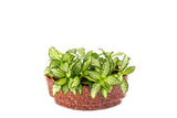 Green Fittonia Plant Sushi - In Vitro / Botanicaire