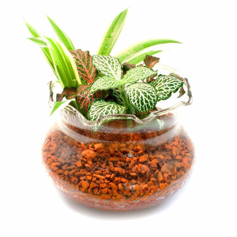 Jar Sushi - In Vitro / Botanicaire