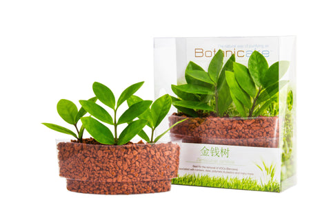 Money Tree Plant Sushi - In Vitro / Botanicaire