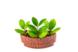 Money Tree Plant Sushi - In Vitro / Botanicaire