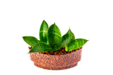 Mother-In-Law's Tongue Plant Sushi - In Vitro / Botanicaire