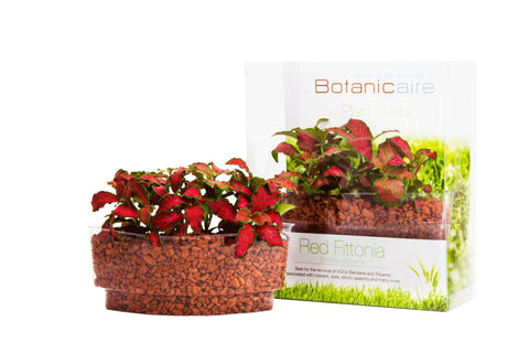 Red Fittonia Plant Sushi - In Vitro / Botanicaire