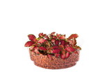 Red Fittonia Plant Sushi - In Vitro / Botanicaire