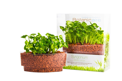 Syngonium Plant Sushi - In Vitro / Botanicaire