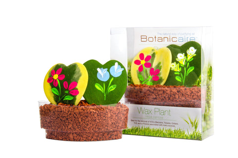 Hoya Plant Sushi - In Vitro / Botanicaire