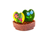 Hoya Plant Sushi - In Vitro / Botanicaire