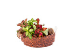 Zen Plant Sushi - In Vitro / Botanicaire