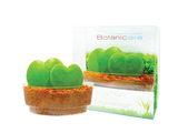 Hoya Plant Sushi - In Vitro / Botanicaire