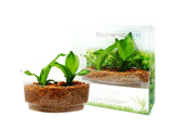 2-in-1 Bundle - Smart Holders (Premium Plants) - In Vitro / Botanicaire